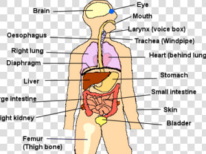 Human Body Organs   Cartoon  HD Png Download