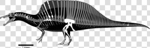 Spinosaurus Png  Transparent Png