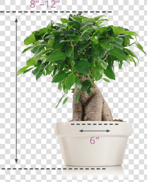 Flowerpot  HD Png Download