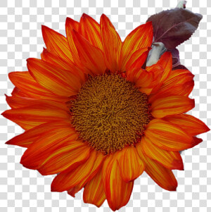 Free Fall Sunflower Thanksgiving Png Image   Girasoles Naranjas En Png  Transparent Png