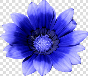 Blue Flower White Cornflower   Cornflower Png  Transparent Png