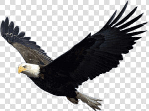 Bald Eagle Clipart Picsart   Eagle Flying Transparent Background  HD Png Download