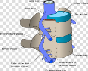 Synovial Joint Of Vertebral Column  HD Png Download