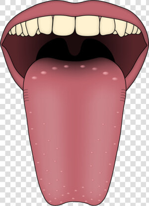 Five Sense Organs Tongue  HD Png Download