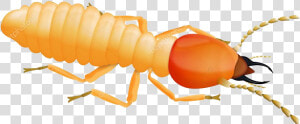 Termite  HD Png Download