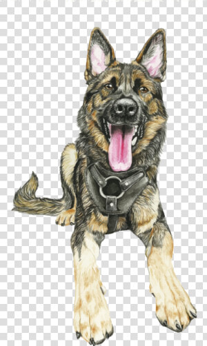 Transparent German Shepherd Png   Shiloh Shepherd Dog  Png Download