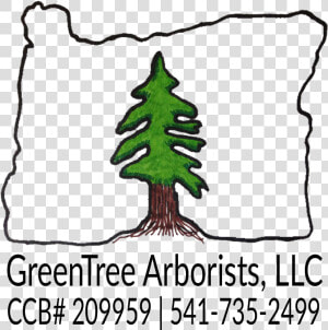 Greentree Arborists   Colorado Spruce  HD Png Download