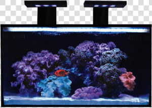 Rimless Aquarium Nuvo Fusion 20 Nano All In One Aquarium  HD Png Download