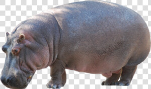 Hippo Standing Png Image   Kuda Nil In English  Transparent Png