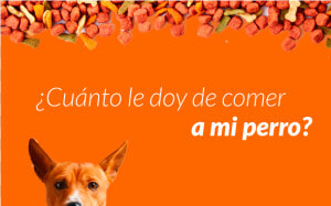 Cuerpo Bloque Blog Perro Autoenvio Lp   Basenji  HD Png Download