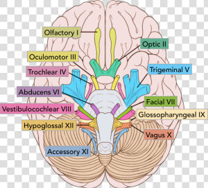 The Location Of The Cranial Nerves On The Cerebrum   Cranial Nerves  HD Png Download