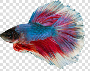 Siamese Fighting Fish Blue Transparent Background  HD Png Download