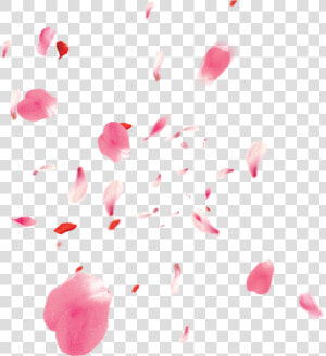 Flowers Petali Rose Petals Petalsofroses Pink Love   Transparent Background Cherry Blossom Petals  HD Png Download