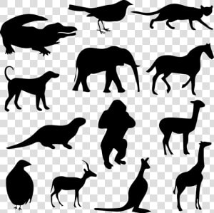 Alligator  Animal  Bird  Cat  Crocodile  Dog  Elephant   Desenho De Sombra De Animais  HD Png Download