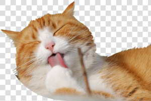 Cat Licking Paw   قطة تاكل فار  HD Png Download