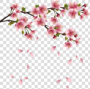 Cherry Blossoms Png   Transparent Sakura Flower Png  Png Download