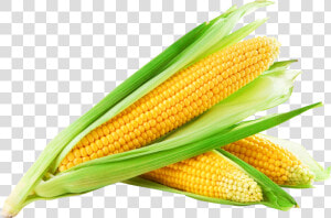 Corn Png Transparent Background   Sweet Corn Hd  Png Download