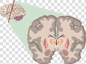 Cerveau Adolescent  HD Png Download