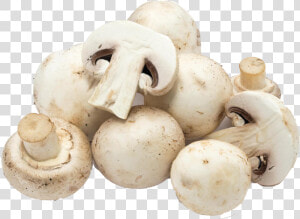 Mushroom Png Free Download   White Mushroom  Transparent Png