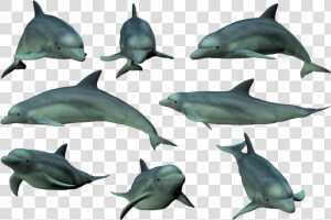 Dolphin Png   Dolphin Tricks Png Hd  Transparent Png