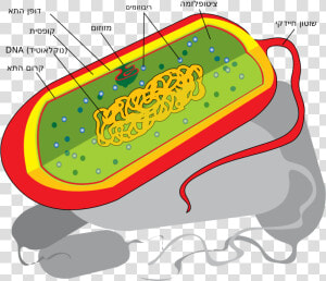 Prokaryotic Cells Not Labeled  HD Png Download