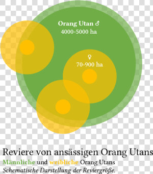 Orang utan Revier   Circle  HD Png Download