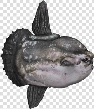 Ocean Sunfish   Ocean Sunfish Png  Transparent Png