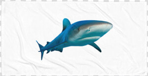 Class Lazyload Lazyload Mirage Cloudzoom Featured Image   Great White Shark  HD Png Download