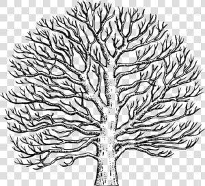 Drawn Tree Sycamore Tree   Easy To Draw Sycamore Tree  HD Png Download