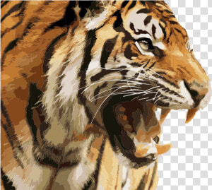 Angry Tiger   Angry Tiger Face Png  Transparent Png