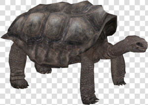 Pinta Island Tortoise   Zoo Tycoon 2 Galapagos Tortoise  HD Png Download