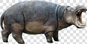 Hippopotamus Png  Transparent Png