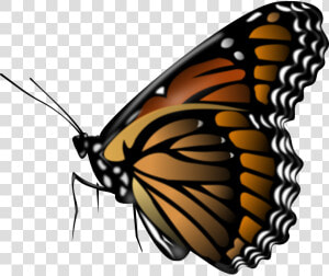 Monarch Butterfly Png Pic   Butterfly Png  Transparent Png