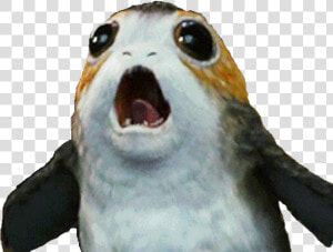  freetoedit  porg  porgs  starwars   Star Wars Porg Png  Transparent Png