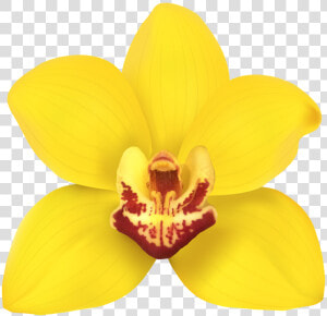 Transparent Orchids Png  Png Download