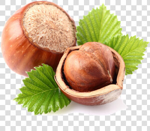 Transparent Walnuts Png   Hazelnut With Transparent Background  Png Download