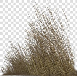 Dry Grass Png Hd   Png Download   Transparent Dry Grass Png  Png Download