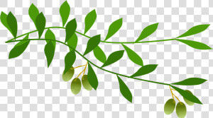 Olive Branch Leaf Laurel Wreath Tree   Olive Branch Transparent Background  HD Png Download