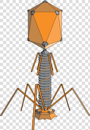 Lambda Phage  HD Png Download