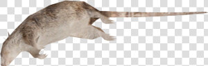 Dead Rat Png   Dead Rat Transparent Background  Png Download