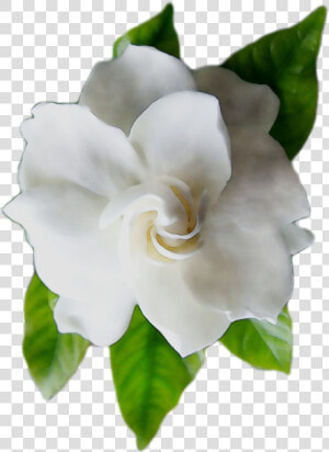 Gardenia Floribunda Free Photo Png Clipart   Gardenias Png  Transparent Png