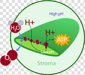 Chloroplast Diagram  HD Png Download