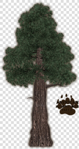 Redwoodcoast Jimmyzhoopz   Mexican Pinyon  HD Png Download