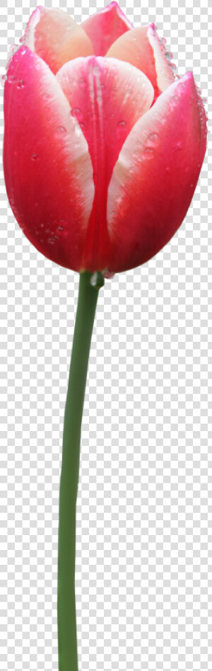 Tulip   Tulip Png  Transparent Png