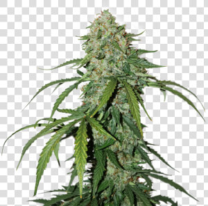 1 Silver Lime Haze   Cbd Silver Lime Haze  HD Png Download