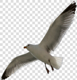 Flying Sea Gull Transparent Image Number Two  HD Png Download