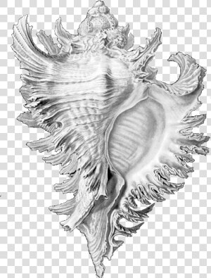 Drawing Shell Conch   Ernst Haeckel Shell Drawings  HD Png Download