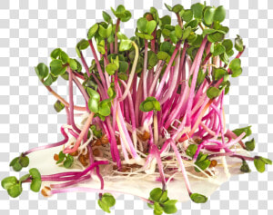 Pink Sprouts  HD Png Download