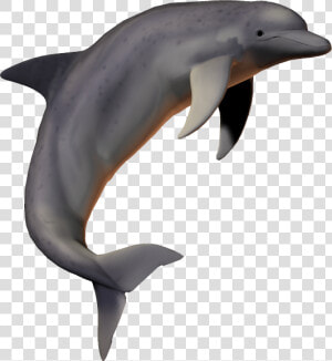 Dolphin Png fish Png picsartallpng   Dolphin No Background  Transparent Png