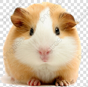 Guinea Clipart Transparent Background   Guinea Pig White Background  HD Png Download